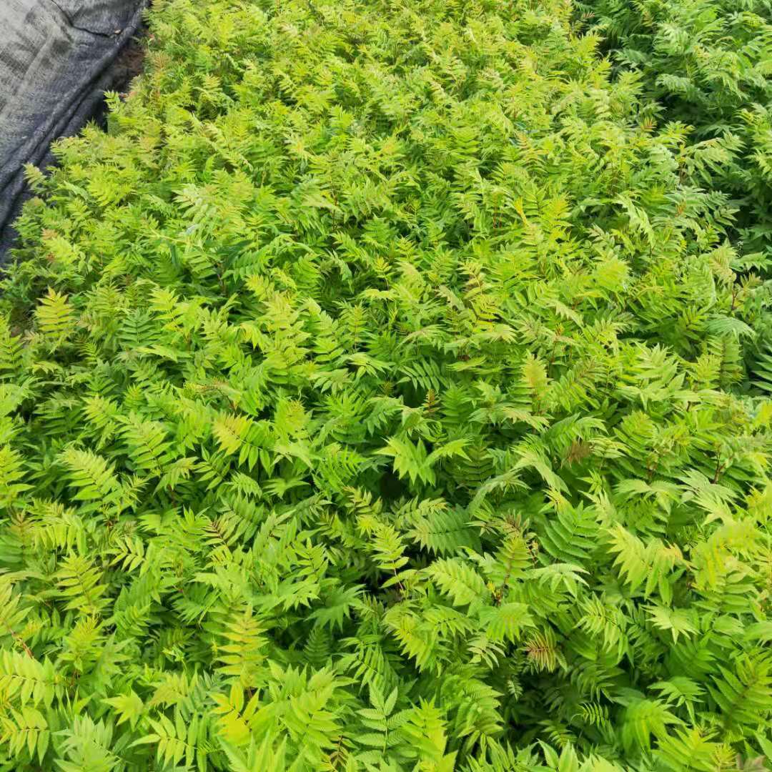 词珍珠梅所属系列绿化苗木商品数量1货源所属商家已经过真实性核验