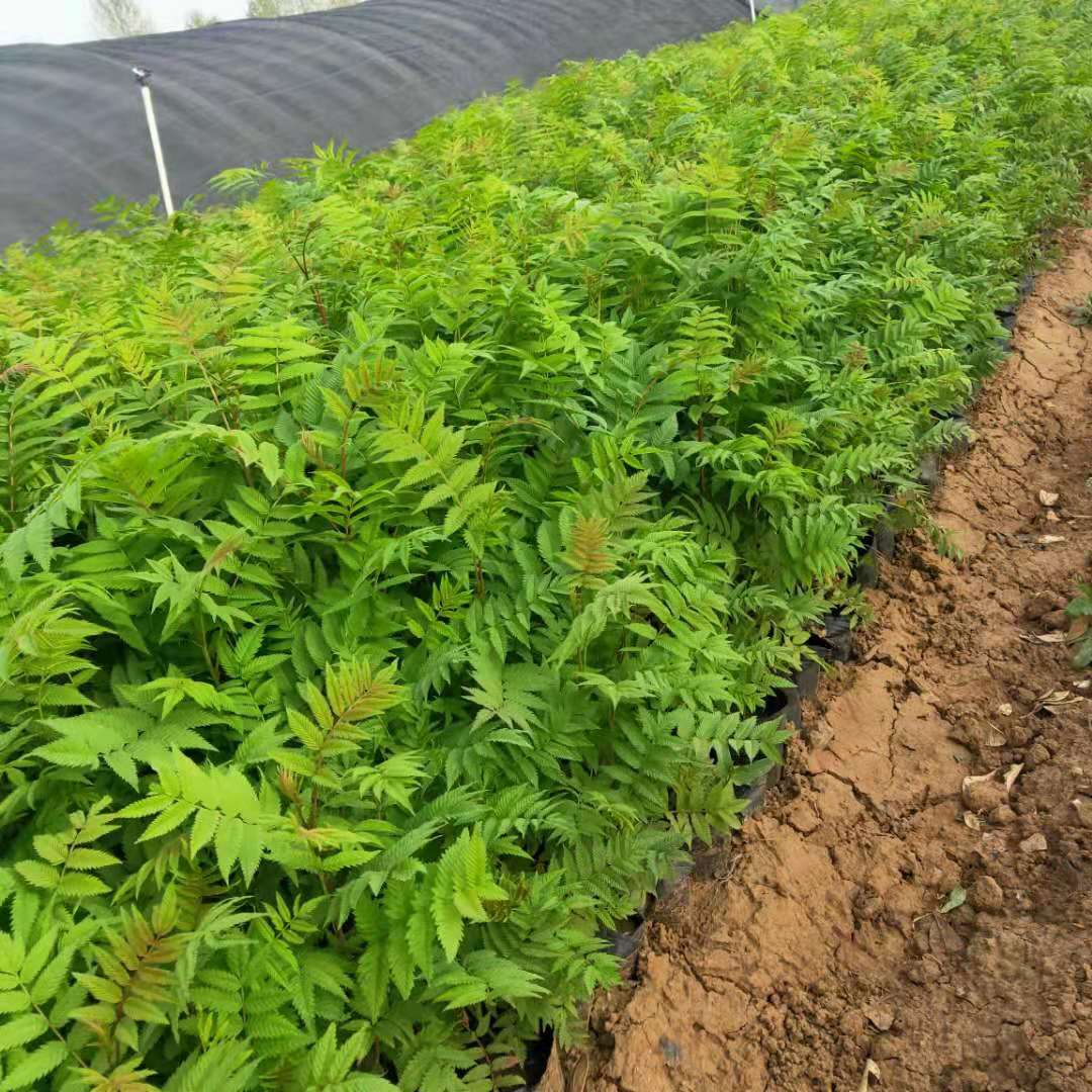 青州红盈花卉苗木园艺场 产品展厅 >珍珠梅绿化苗 小皮桶珍珠梅 工地