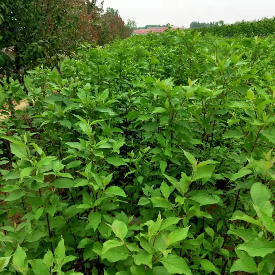 红瑞木小苗地栽红瑞木绿化苗红瑞木