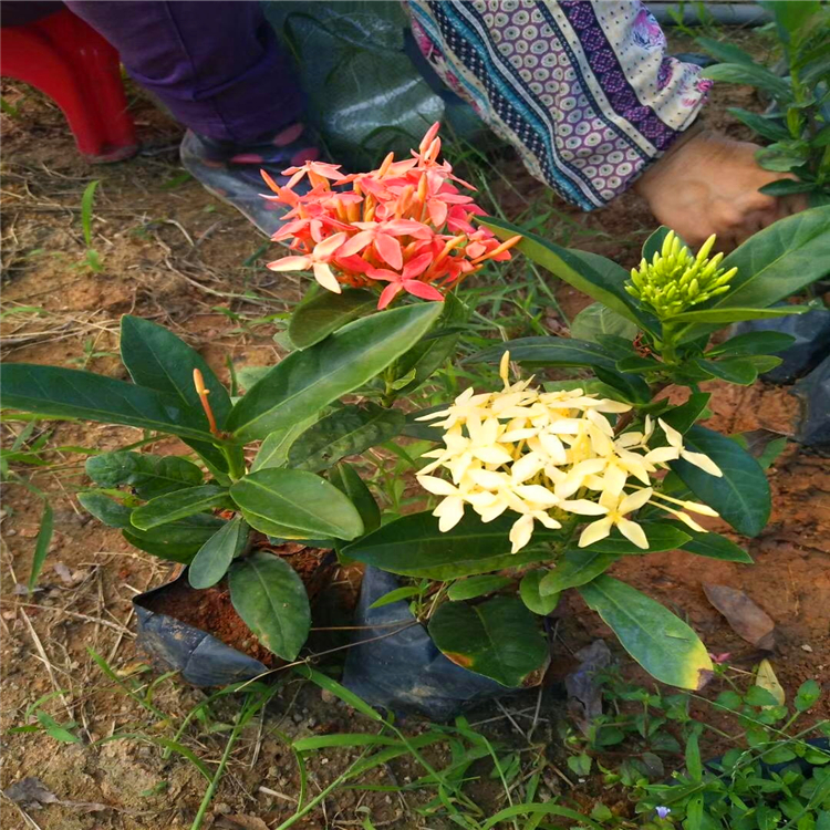 出售龙船花小苗贵州大叶龙船花大量供应货源充足