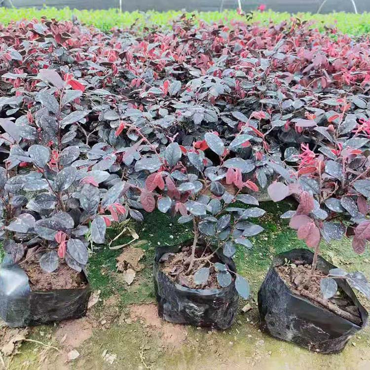 红花继木袋苗红花继木小苗红花继木苗基地直供量大优惠