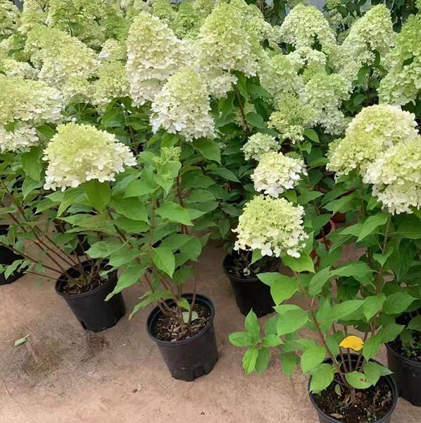 绿化乔木批发木绣球苗木东北水桠木诚信企业推荐