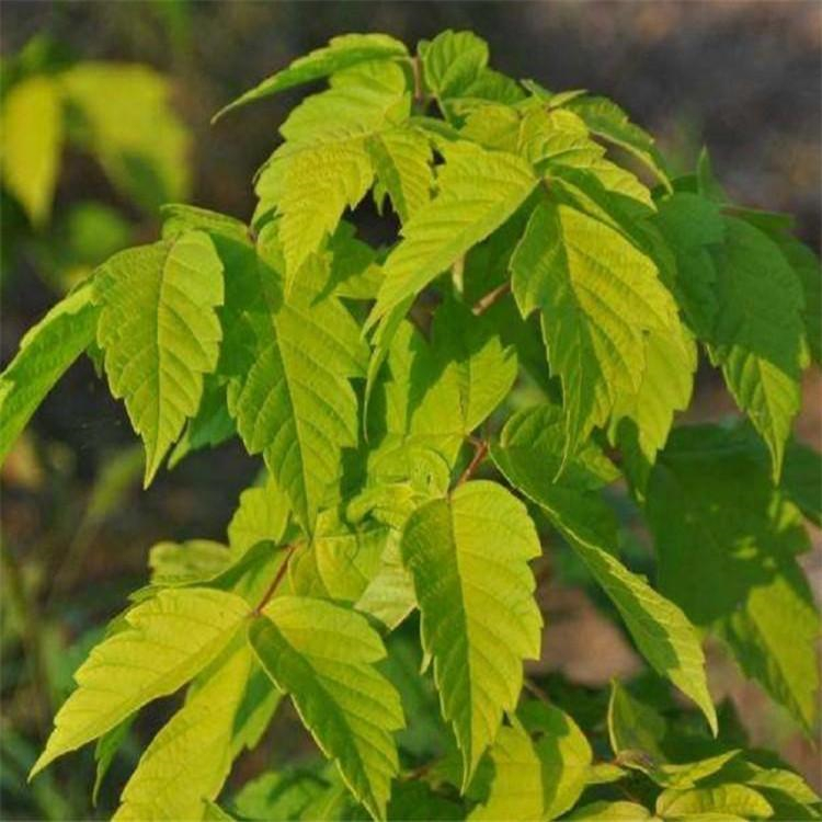 天麒苗圃糖槭树苗糖槭批发四季均可移植