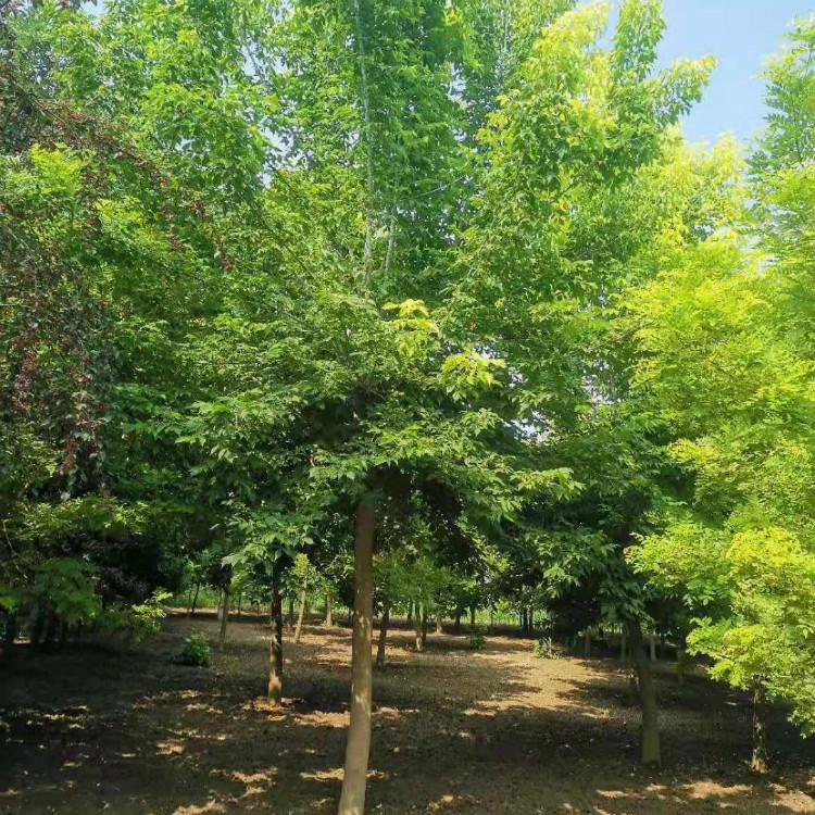 苗圃基地丛生金叶复叶槭金叶糖槭价格价格推荐