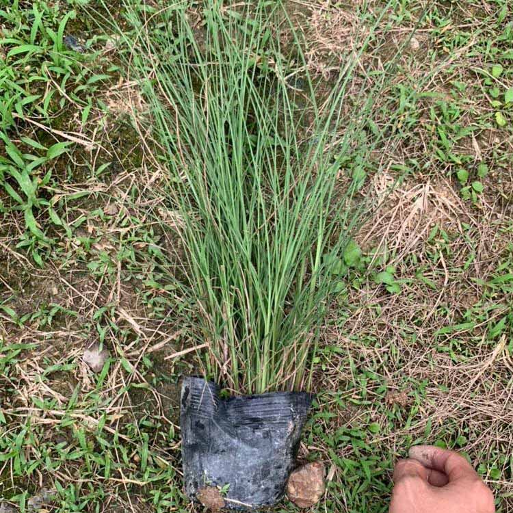 苗圃批发细叶芒草 多年生草本植物 园林绿化观赏草 细叶芒批发价格