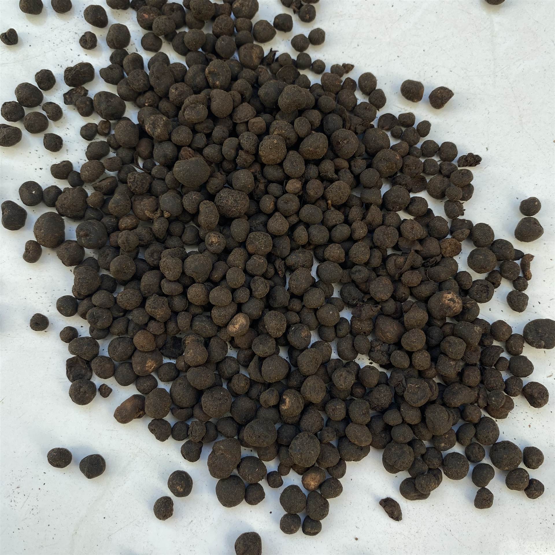 中药材地下明珠陈伤子