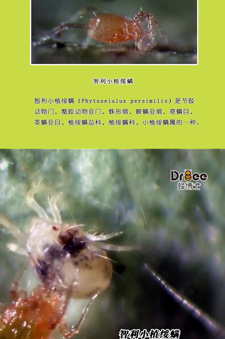 智利小植绥螨丨防治各种叶螨丨捕食螨丨蜂博士
