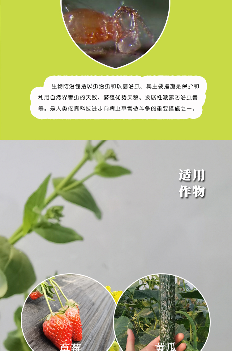 智利小植绥螨丨防治各种叶螨丨捕食螨丨蜂博士