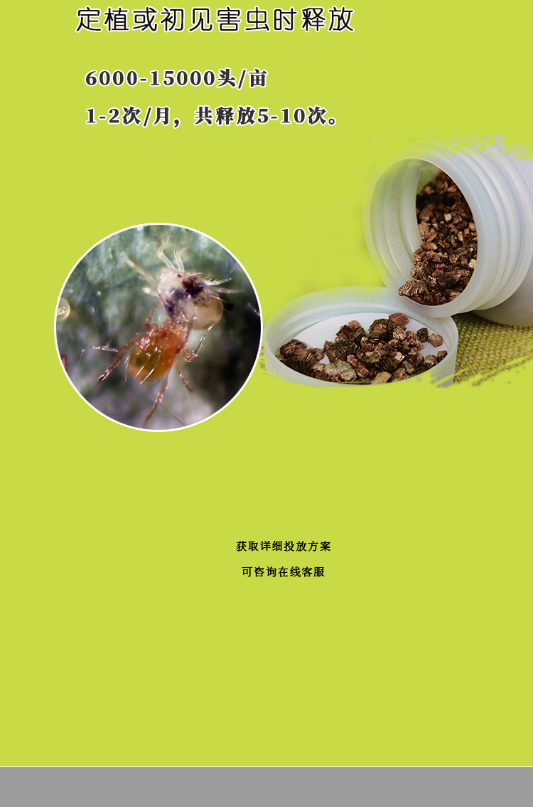 智利小植绥螨丨防治各种叶螨丨捕食螨丨蜂博士
