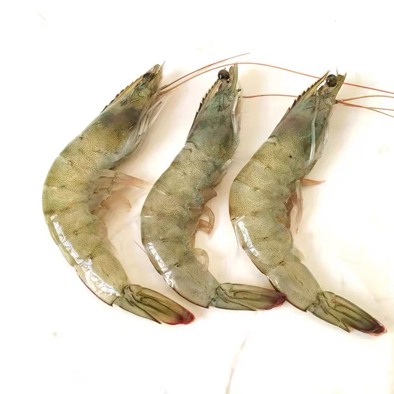 深圳巴沙鱼货运公司