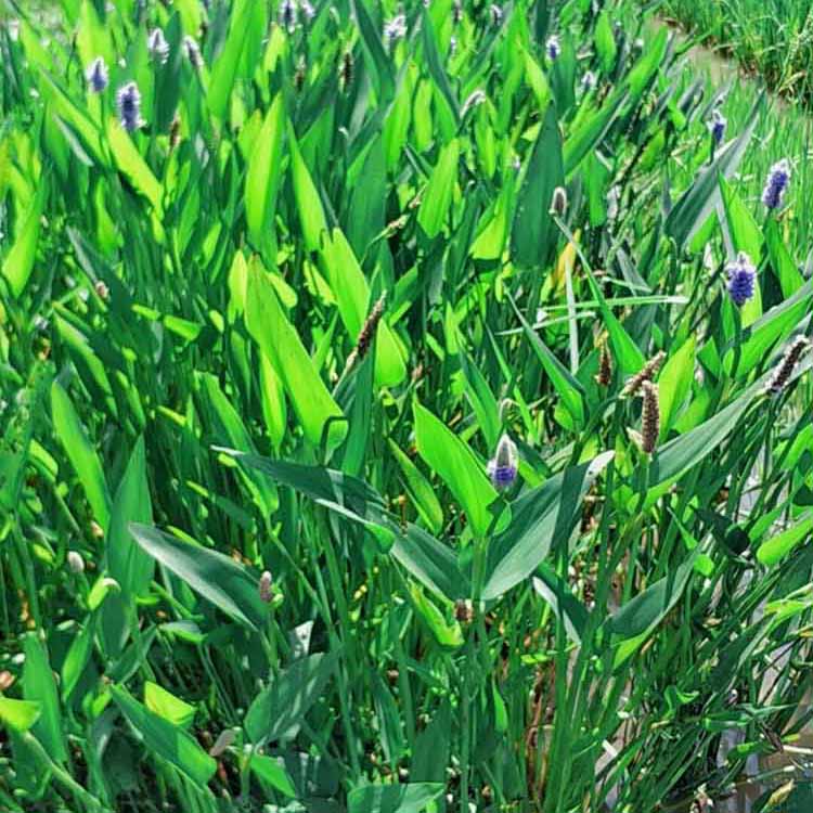 梭鱼草杯苗梭鱼草工程苗水生花卉植物梭鱼草自产自销量大优惠