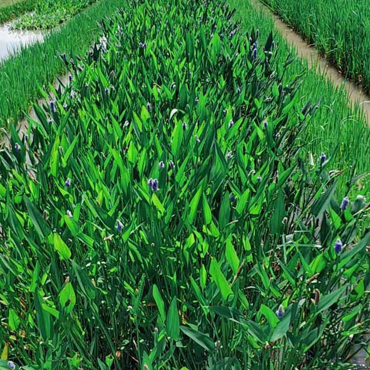 梭鱼草杯苗梭鱼草工程苗水生花卉植物梭鱼草自产自销量大优惠