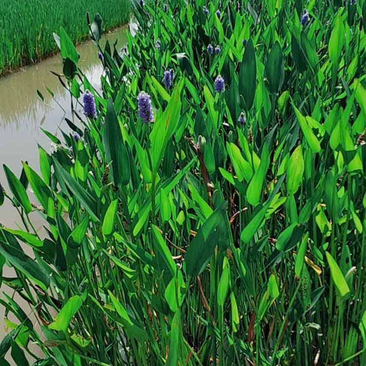 梭鱼草杯苗梭鱼草工程苗水生花卉植物梭鱼草自产自销量大优惠