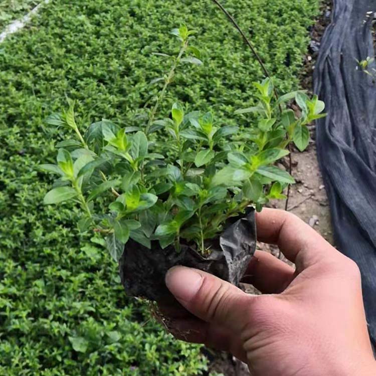 满天星绿化苗细叶萼距花工程苗细叶雪茄花袋苗自家苗圃报价