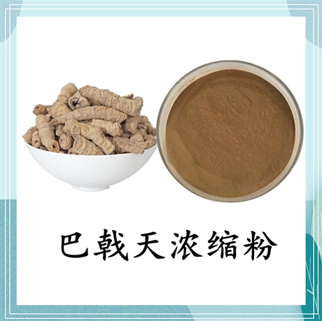 巴戟天浓缩粉 10:1 水溶性巴戟天粉 另有巴戟天皂甙斯诺特 可定制