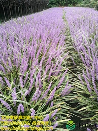 北京金边麦冬，北方常绿基地多年种植经验，质量上乘