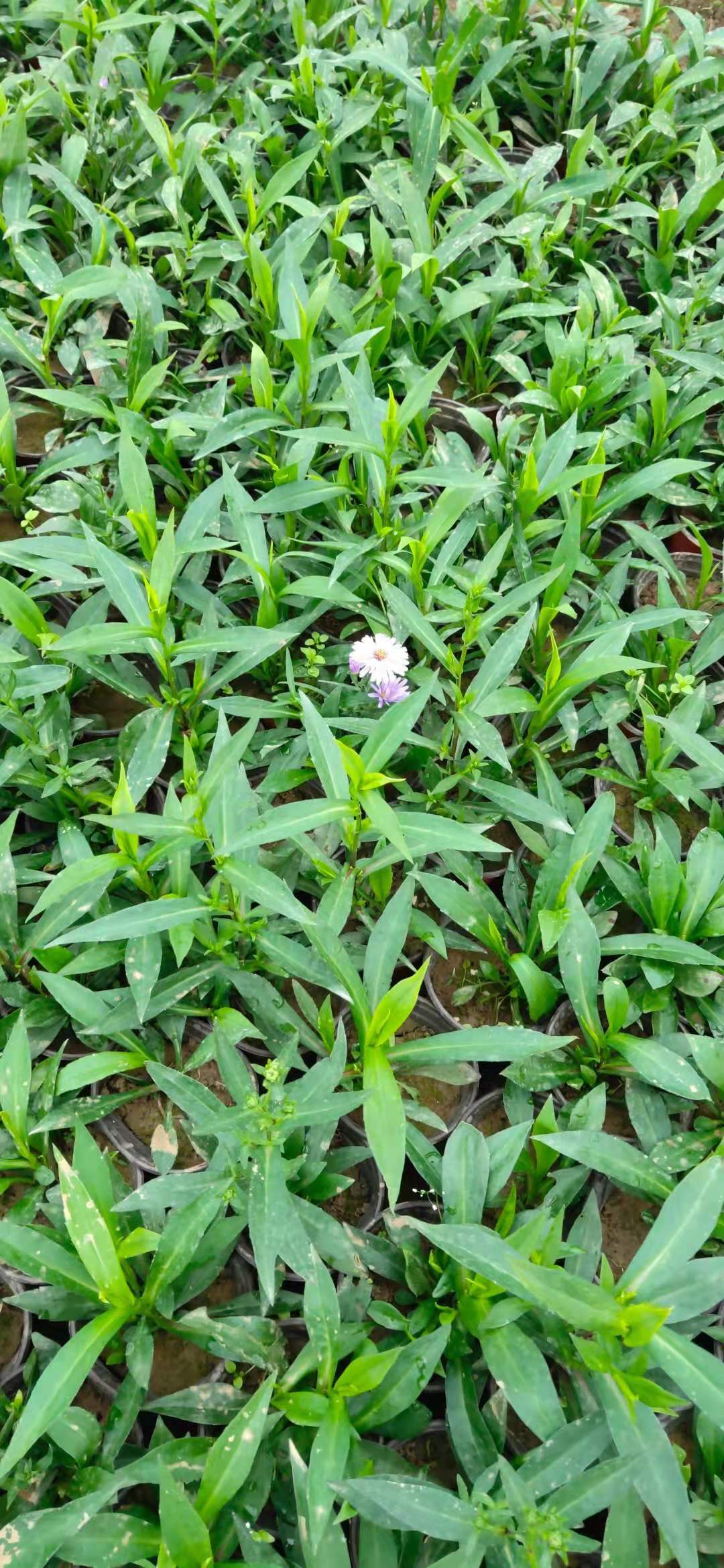 多年生紫菀苗绿化用紫菀双色盆紫菀基地