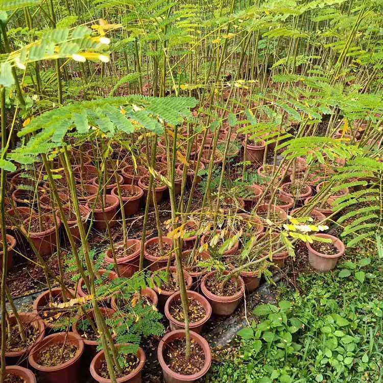 凤凰木小苗凤凰木袋苗凤凰木杯苗种植基地直供