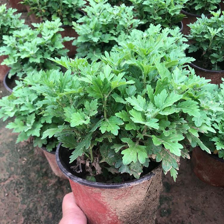 菊花苗杭白菊菊花苗七月菊苗