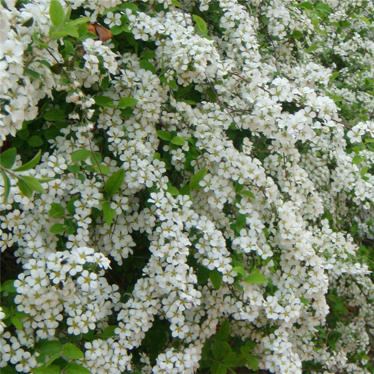 苗圃供应 喷雪花 珍珠绣线菊 园林庭院观赏花苗 别墅小区观赏花苗