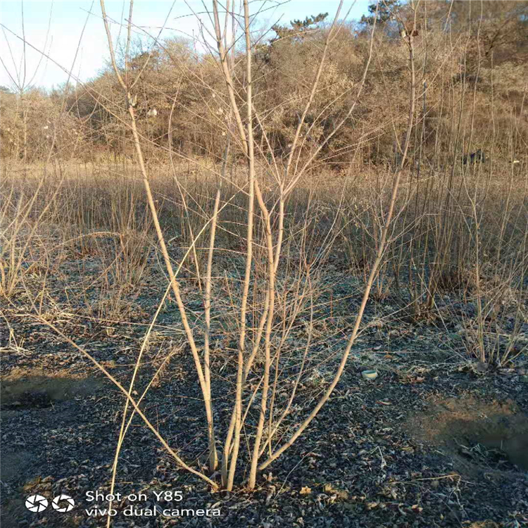 好樹接受預定耐寒叢生茶條槭茶條槭價格推薦諮詢