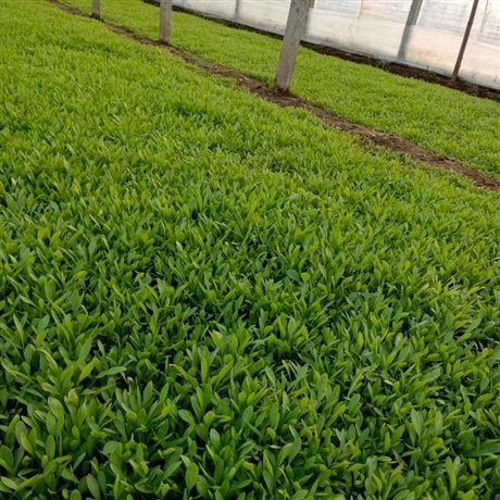 金絲皇菊苗菊花苗育苗時(shí)間菊花苗批發(fā)畝用量種植方法