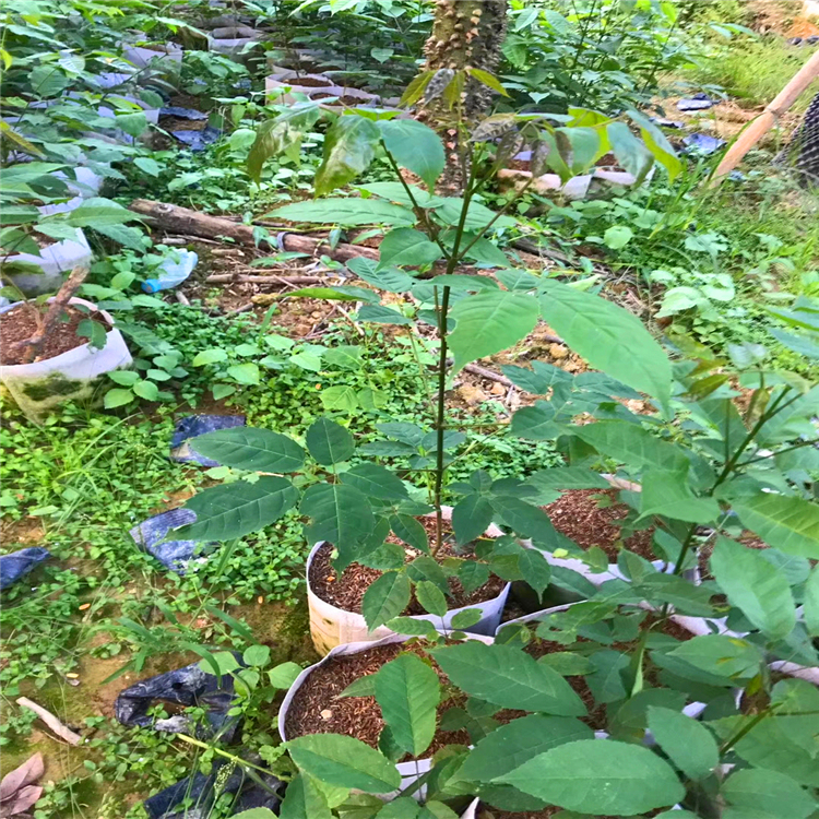 紫花風鈴木移植苗廣西紫花風鈴木容器苗基地批發綠化工程樹