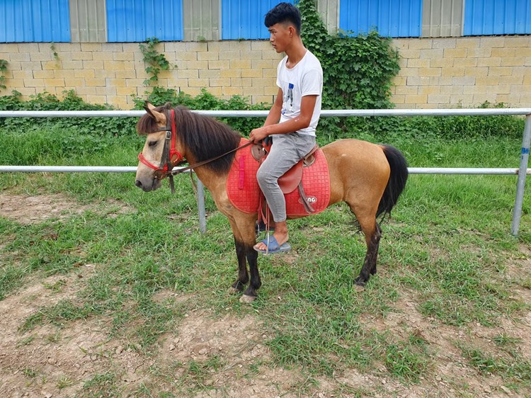 雲南省矮馬出售矮馬的價格