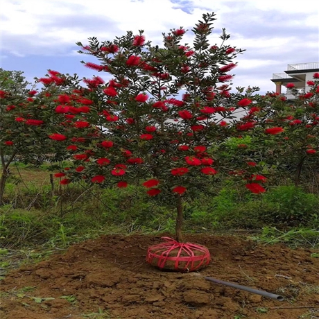 全冠红千层四川红千层盆栽苗基地各种规格大量批发