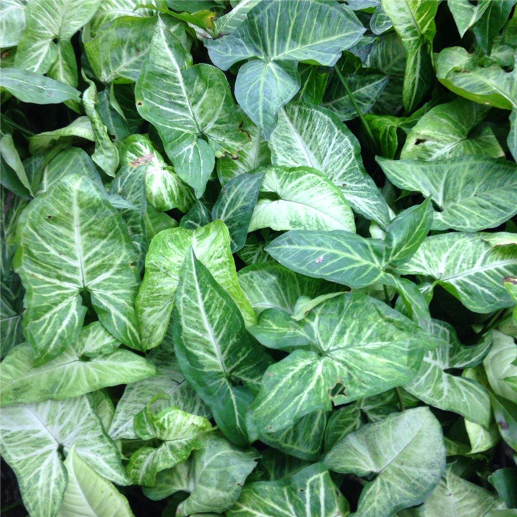 基地直供北京合果芋小苗