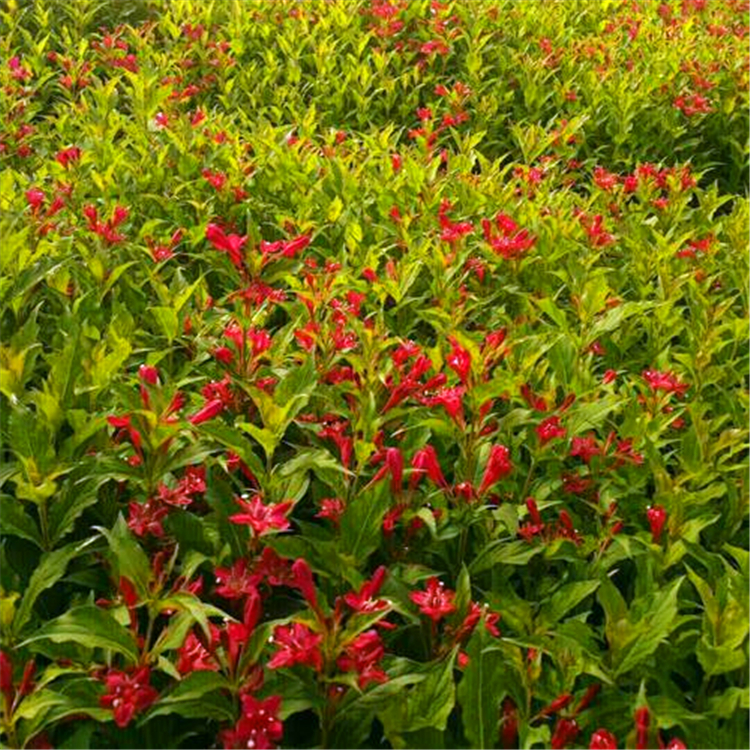 红王子锦带浙江红王子锦带扦插苗花卉绿篱植物艳丽夺目