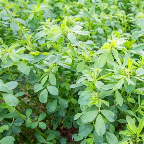 牧草供应苜蓿草籽紫花苜蓿草籽苜蓿草种子批发 搜了网