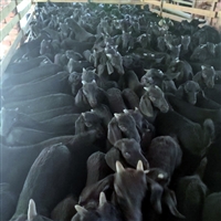 育肥羊的饲养方法  育肥羊，育肥羊的养殖方法