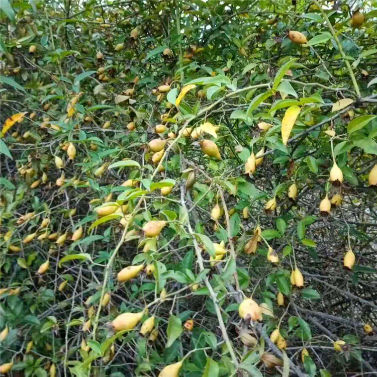 欢乐果园 金樱子 金樱子基地 批发出售