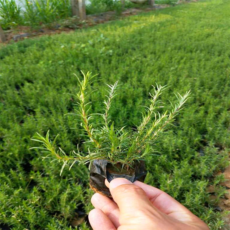 中弘苗木芝樱绿化苗芝樱价格信赖推荐