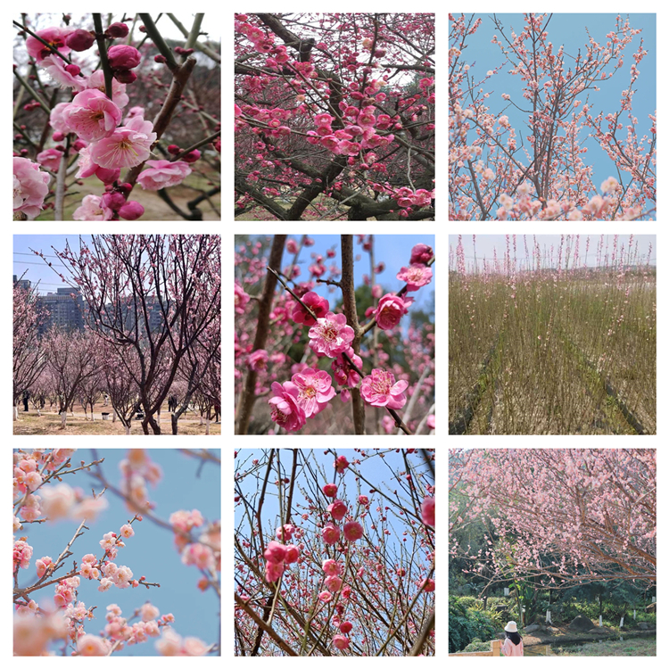 长期出售 宫粉梅 园林观赏花卉植物 耐寒耐热植物 庭院景观花苗  树形
