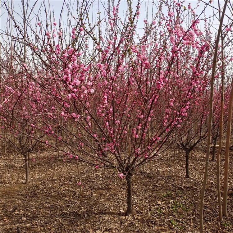 苗圃出售榆叶梅各种规格小苗榆叶梅树庭院露地地栽苗耐寒耐旱树苗观赏