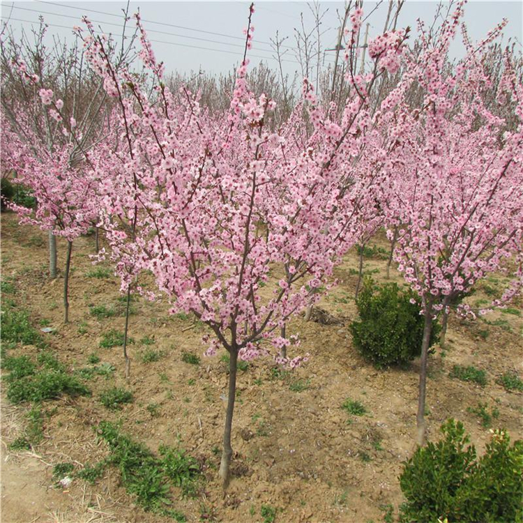 长期供应美人梅树苗美人梅品相好颜值高形态优美观花绿植庭院公园花园