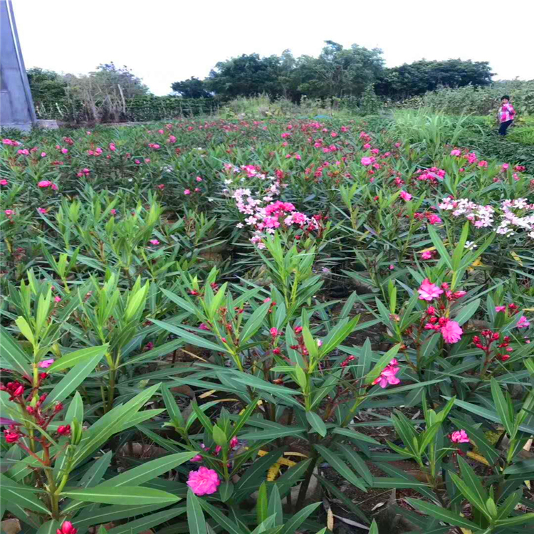 筑绿城景粉花夹竹桃宫粉夹竹桃0615米高袋苗基地直供规格全