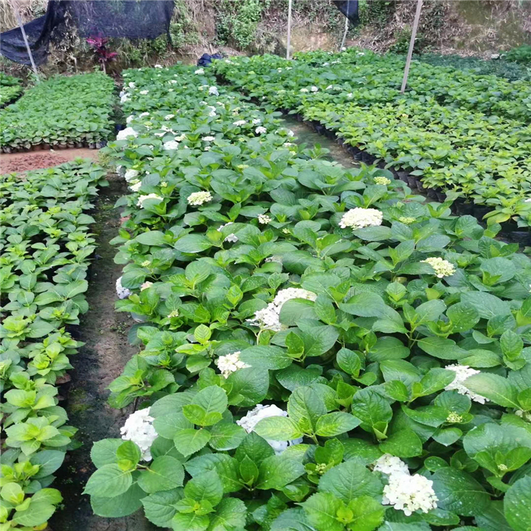 繡球花苗河北繡球花報價產地直供歡迎詢價