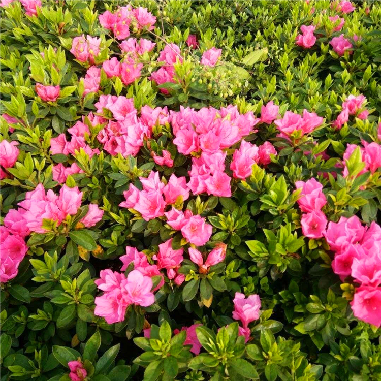 本公司在此,向所有光临绿潓苗木基地网站的朋友们致以最真诚的祝福:愿