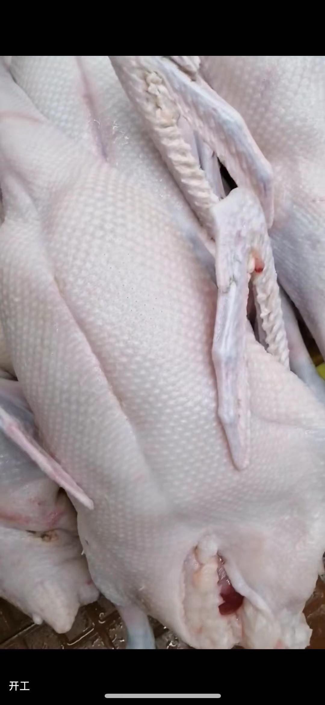 广东黑棕鹅批发 鲜美正宗黑棕鹅直供