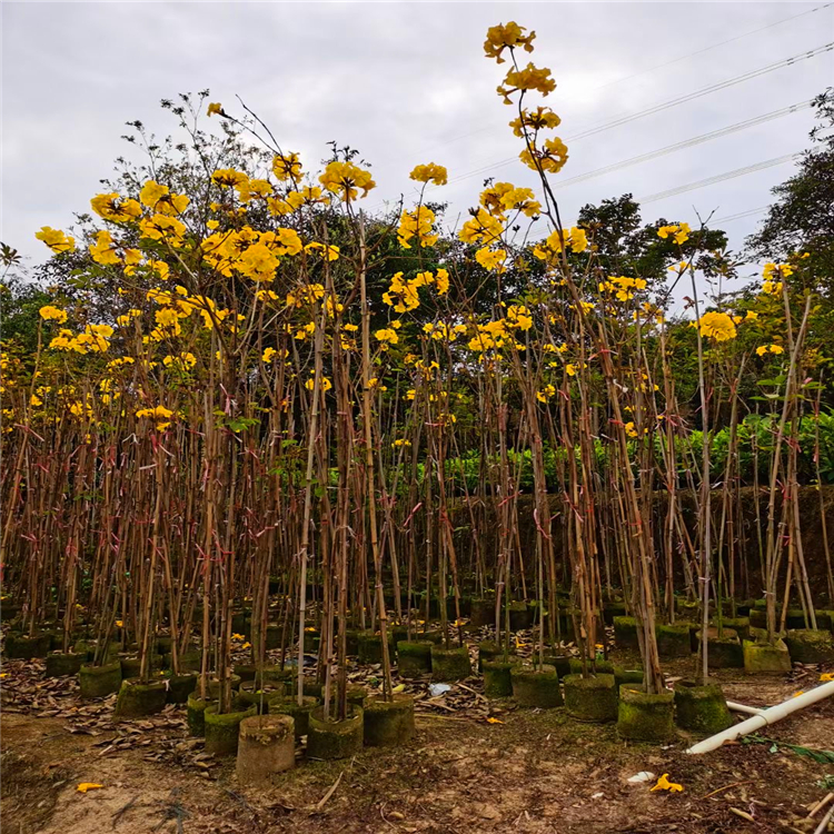 风铃木小杯苗重庆紫花风铃木欢迎整车采购价更优