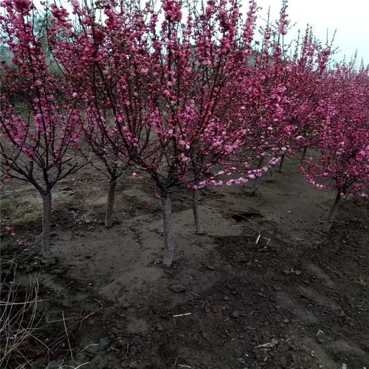 吉林绿叶榆叶梅榆叶梅工程苗生产厂家欢迎咨询