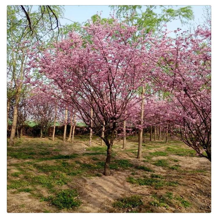 吉林绿叶榆叶梅榆叶梅工程苗生产厂家欢迎咨询