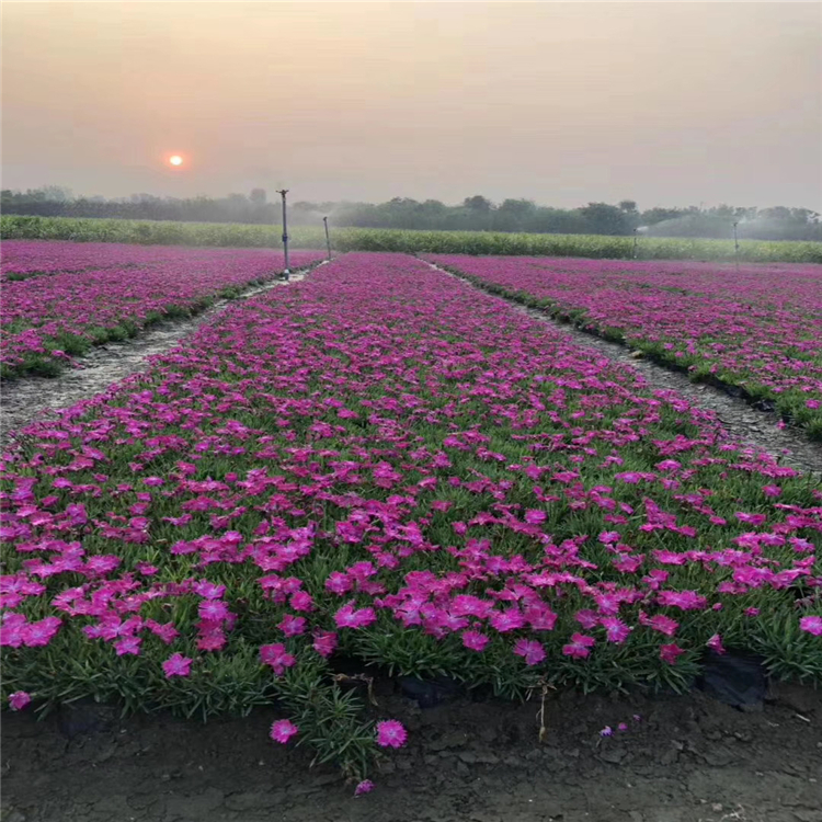 河北欧石竹草坪欧石竹培育基地常用解决方案