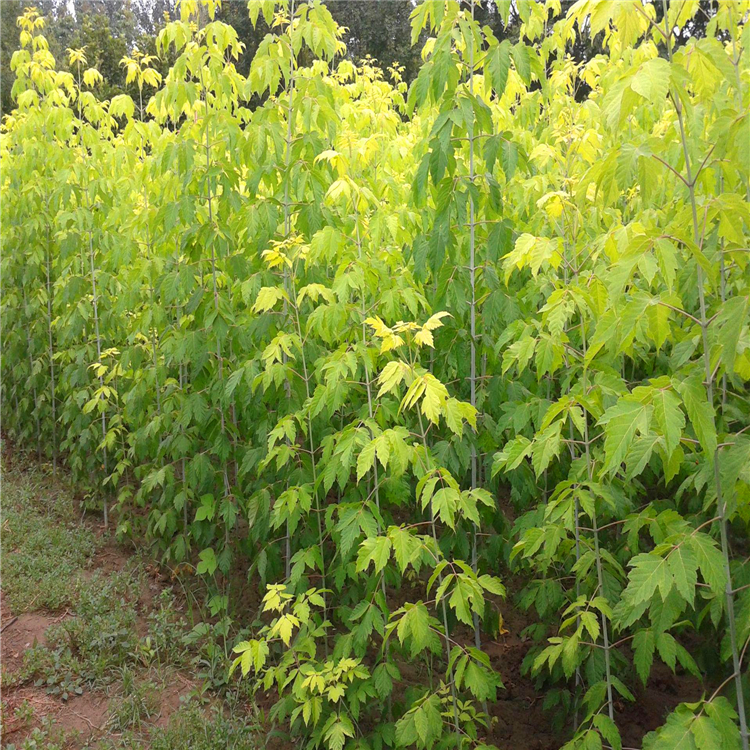 出售金叶复叶槭郑州金叶糖槭园林绿化苗木