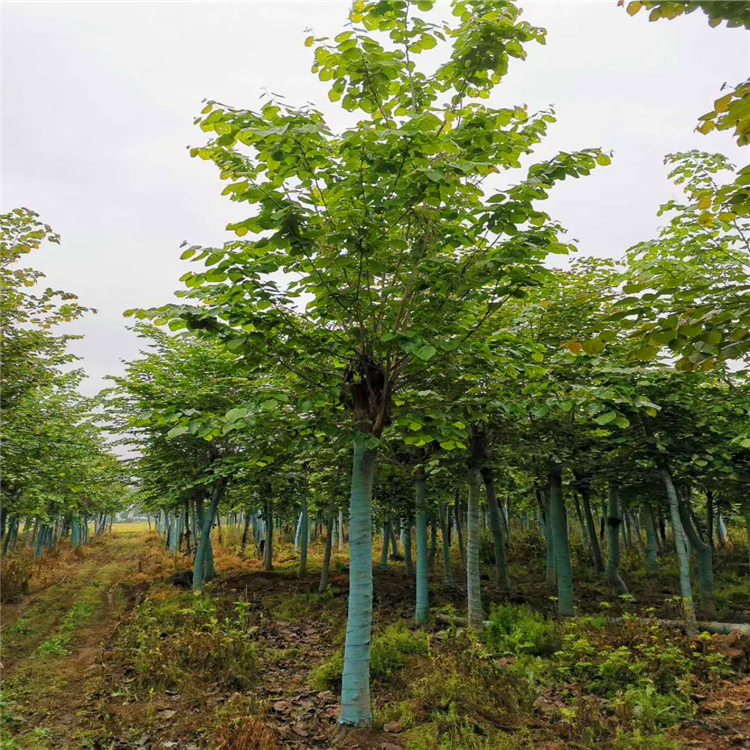 巨紫荊漯河叢生巨紫荊基地直供行道樹巨紫荊