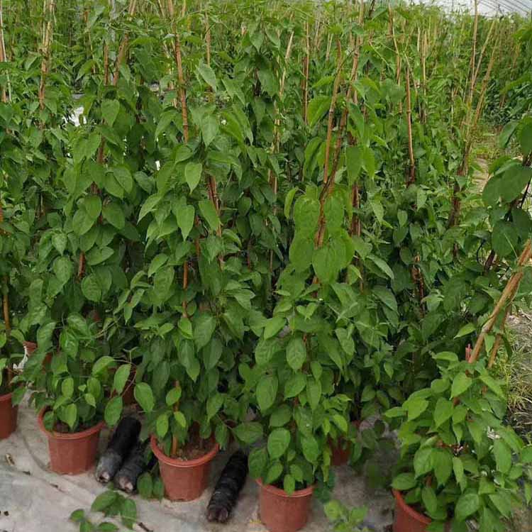 炮仗花容器苗 庭院园林景观开花植物 炮仗花盆苗价格 厂家批发