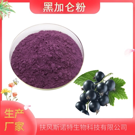 黑加仑粉  99% 黑加仑提取物   速溶果粉  水溶性   生产